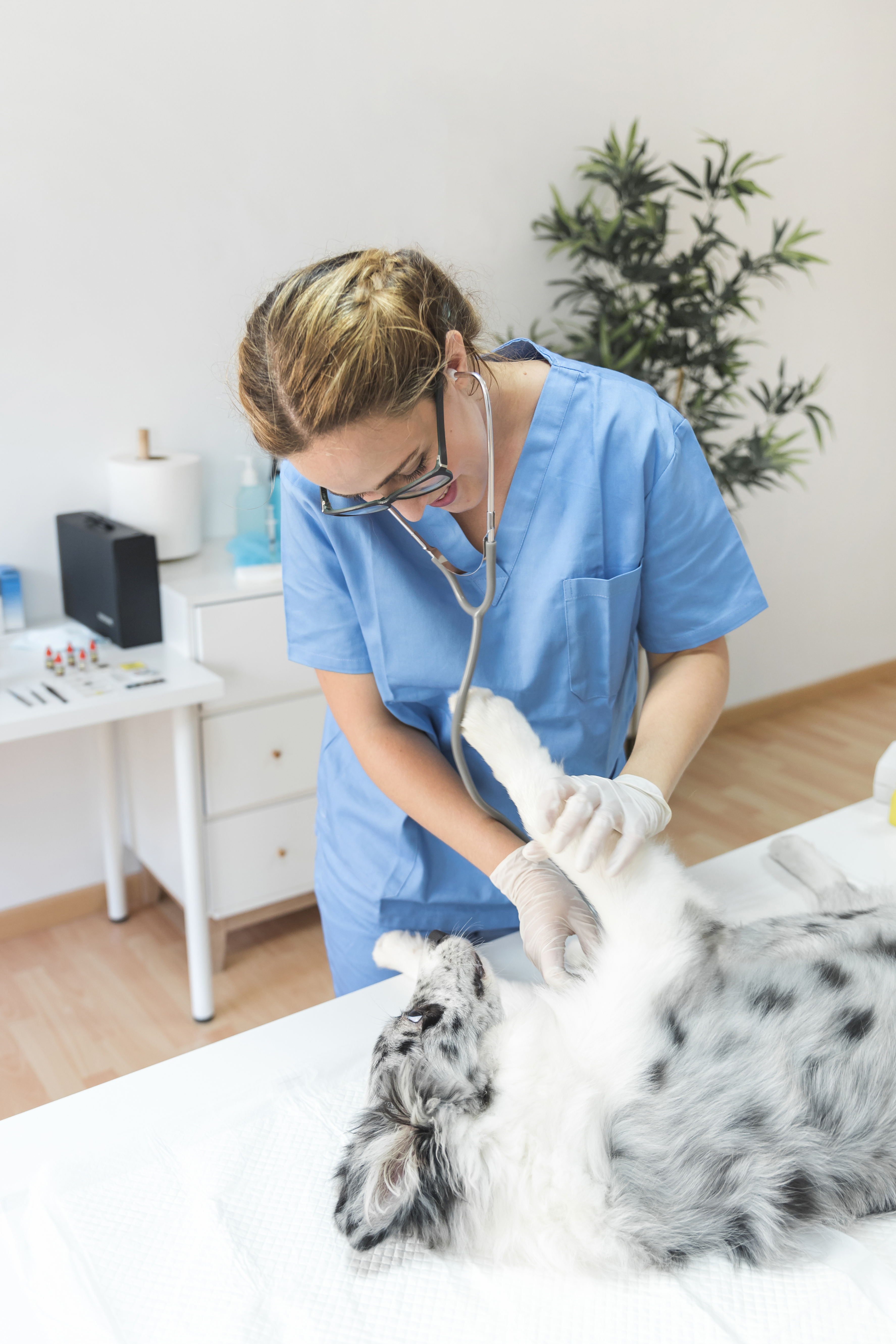 Soins & vétérinaires